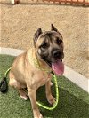 adoptable Dog in  named STORM