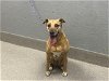 adoptable Dog in  named PEANUT