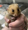 adoptable Hamster in  named *KELLY