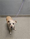 adoptable Dog in  named BUTTERS
