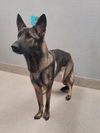 adoptable Dog in , NV named *CROWNSLY