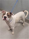 adoptable Dog in  named *DAVE
