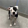 adoptable Dog in  named *FLORA