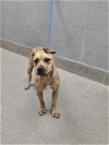 adoptable Dog in  named DEZZY