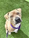 adoptable Dog in  named *MARCUS