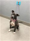 adoptable Dog in  named *DARCY