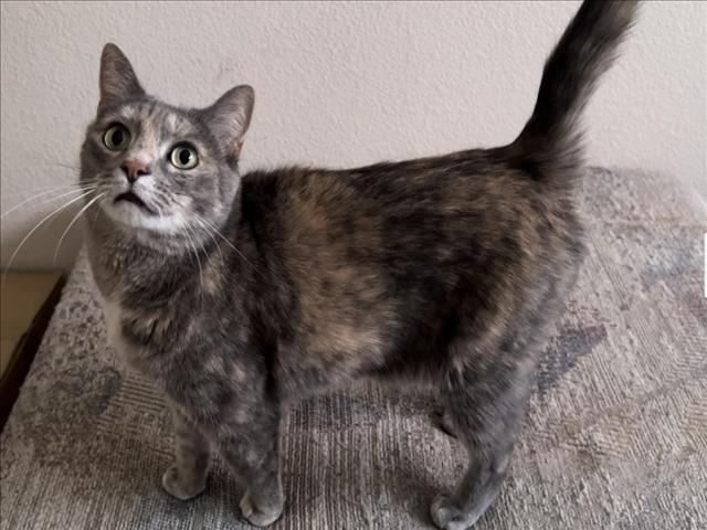 adoptable Cat in Las Vegas, NV named *SUNSET