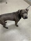 adoptable Dog in  named CAPTAIN