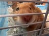 adoptable Hamster in  named MINATO