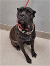 adoptable Dog in  named REESEE