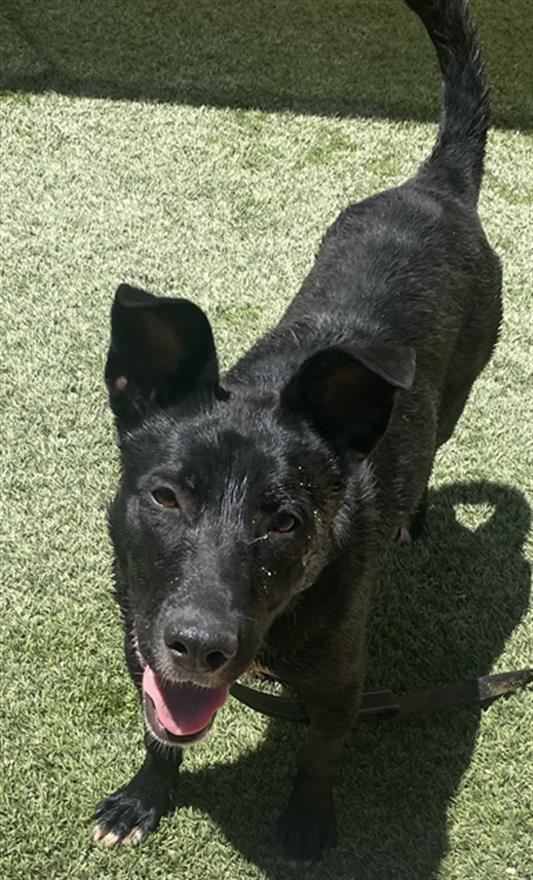 adoptable Dog in Las Vegas, NV named *BIANCA