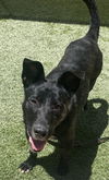 adoptable Dog in , NV named *BIANCA