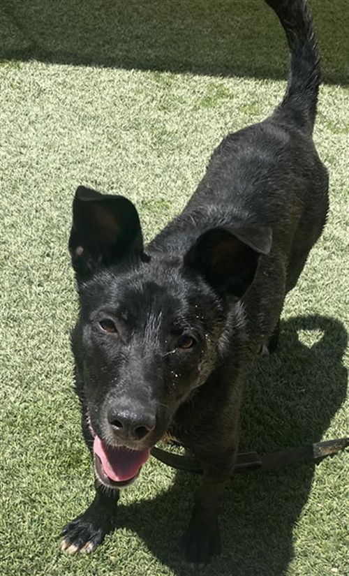 picture of the dog needing adoption