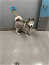 adoptable Dog in  named *LILITH