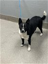 adoptable Dog in  named *HAPPY FEET