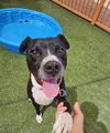 adoptable Dog in , NV named TITUS