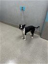 adoptable Dog in  named DOPPEY