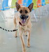 adoptable Dog in Las Vegas, NV named *PENELOPE