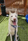 adoptable Dog in  named *ANTHONY