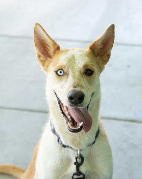 adoptable Dog in Las Vegas, NV named *ALEGRA