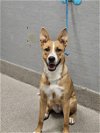 adoptable Dog in  named *TRACI