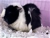 adoptable Guinea Pig in , NV named *FUZZ