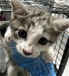 adoptable Cat in , NV named *FIONA