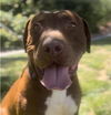 adoptable Dog in , NV named *EDDIE