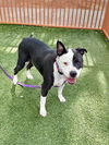 adoptable Dog in , NV named DYER