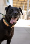 adoptable Dog in Las Vegas, NV named PANTHER