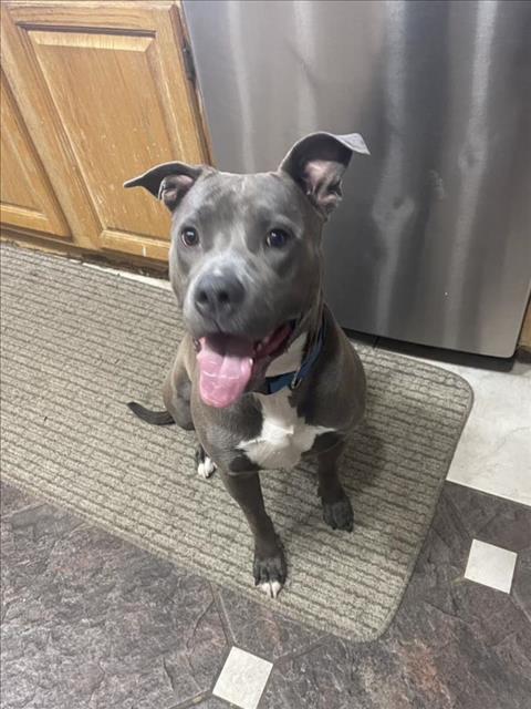 adoptable Dog in Las Vegas, NV named *FIONA