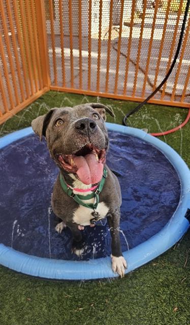 adoptable Dog in Las Vegas, NV named *POCAHONTAS