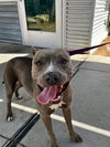 adoptable Dog in , NV named *BABY GIGI