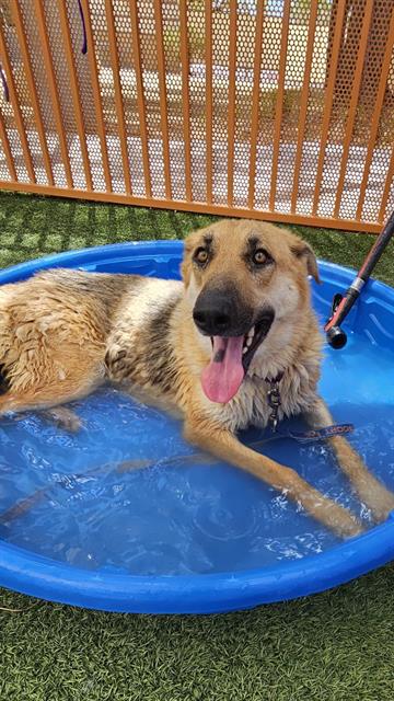 adoptable Dog in Las Vegas, NV named *CANDICE