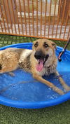 adoptable Dog in , NV named *CANDICE