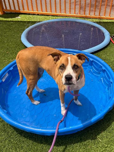 picture of the dog needing adoption