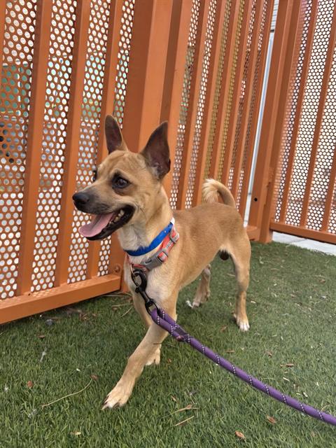 adoptable Dog in Las Vegas, NV named *LITTLEFOOT