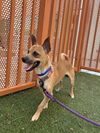 adoptable Dog in , NV named *LITTLEFOOT