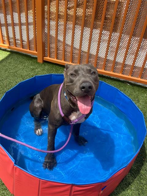 adoptable Dog in Las Vegas, NV named CHIKO