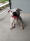 adoptable Dog in Las Vegas, NV named *PACKER