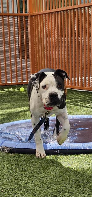 adoptable Dog in Las Vegas, NV named MAX