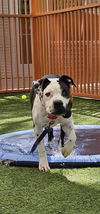 adoptable Dog in , NV named MAX