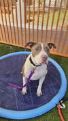 adoptable Dog in , NV named RHINO