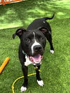 adoptable Dog in Las Vegas, NV named *ROCKSTEADY