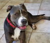 adoptable Dog in , NV named *MOSES