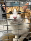 adoptable Cat in  named *CREAMSICLE