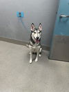 adoptable Dog in , NV named BELLA