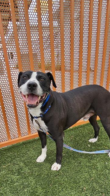 adoptable Dog in Las Vegas, NV named DIESEL