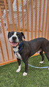 adoptable Dog in Las Vegas, NV named DIESEL