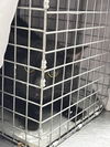 adoptable Cat in Las Vegas, NV named *MIDNIGHT